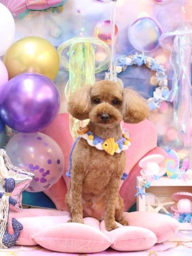 20240821ぷぅくん